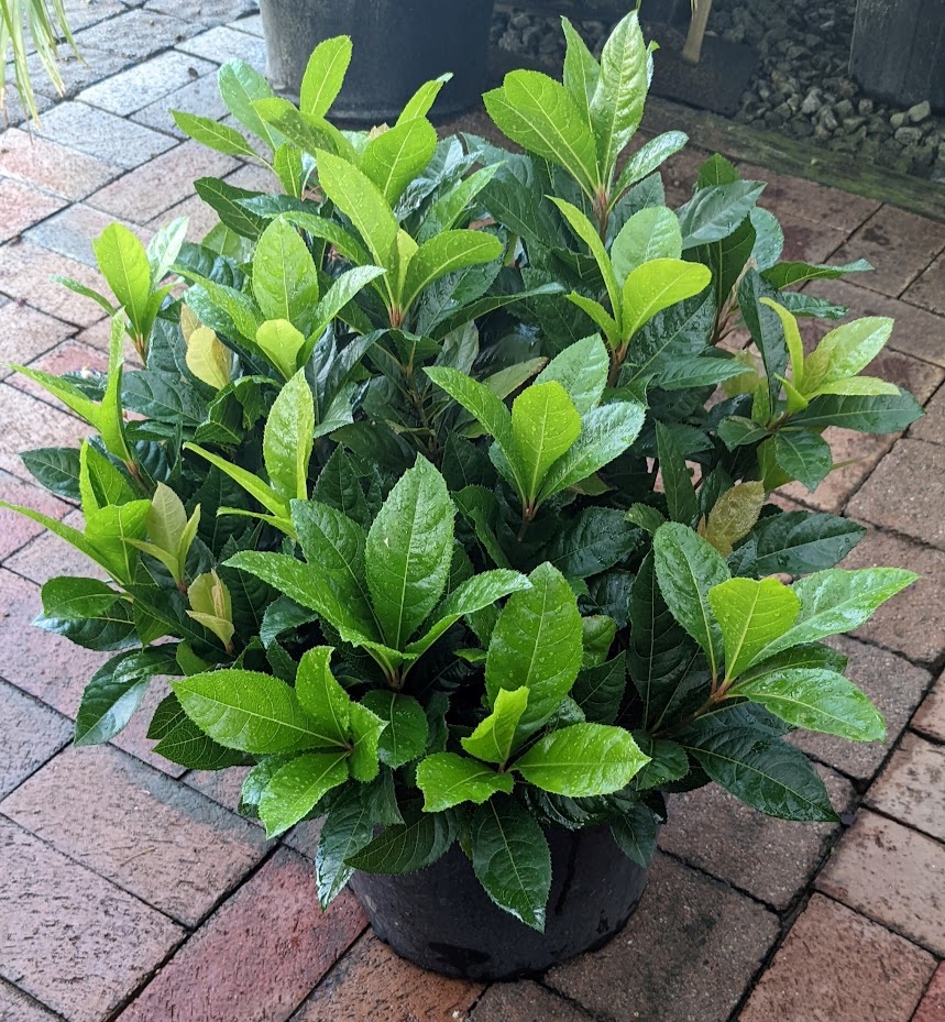 3g Japanese Ardisia