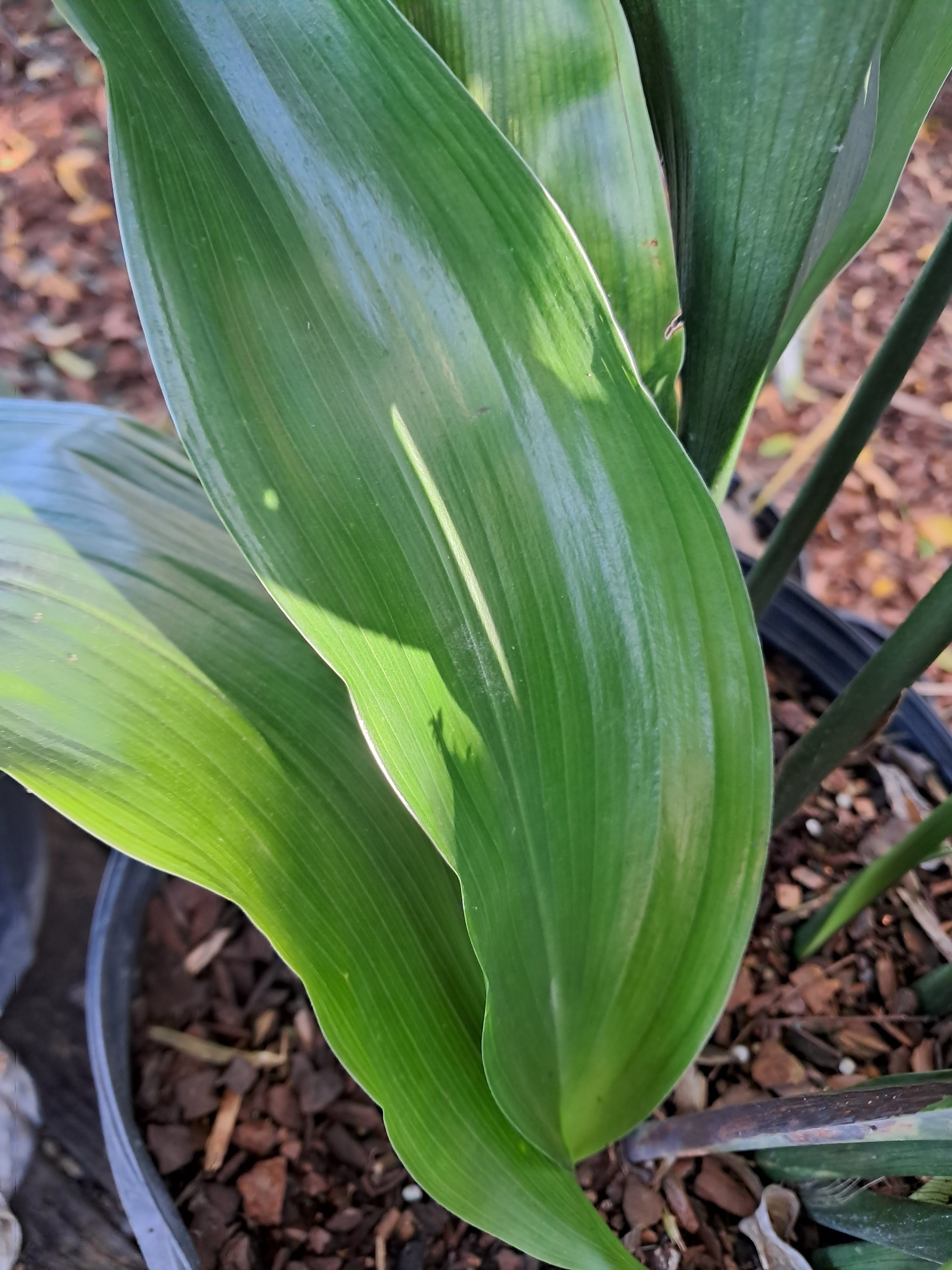 3g Cast Iron Plant