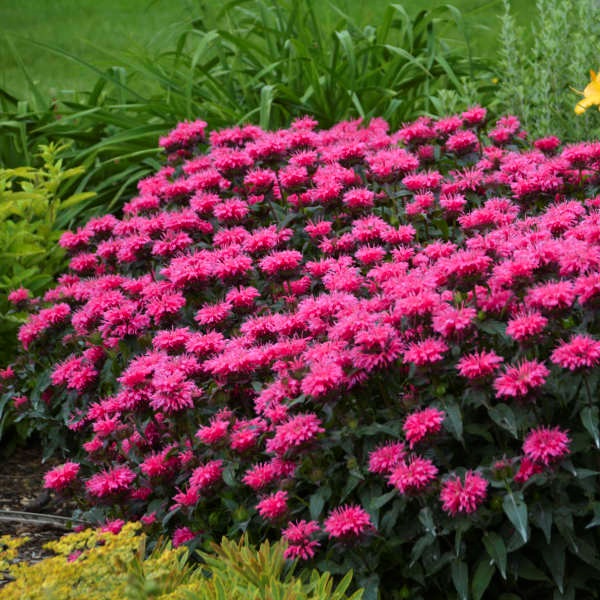 2g Bubblegum Blast Monarda