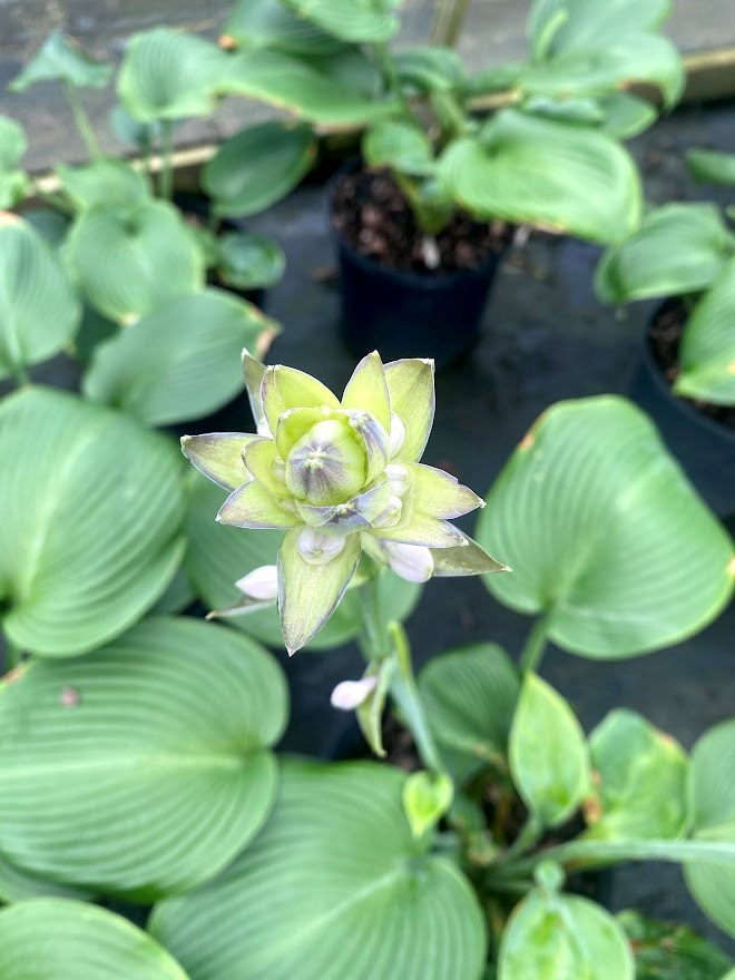 1g Blue Angel Hosta