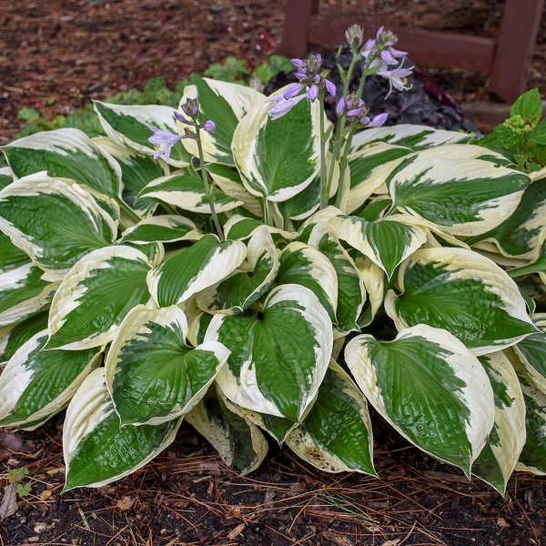 3g Patriot Hosta