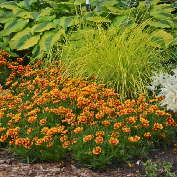 2g Daybreak Coreopsis