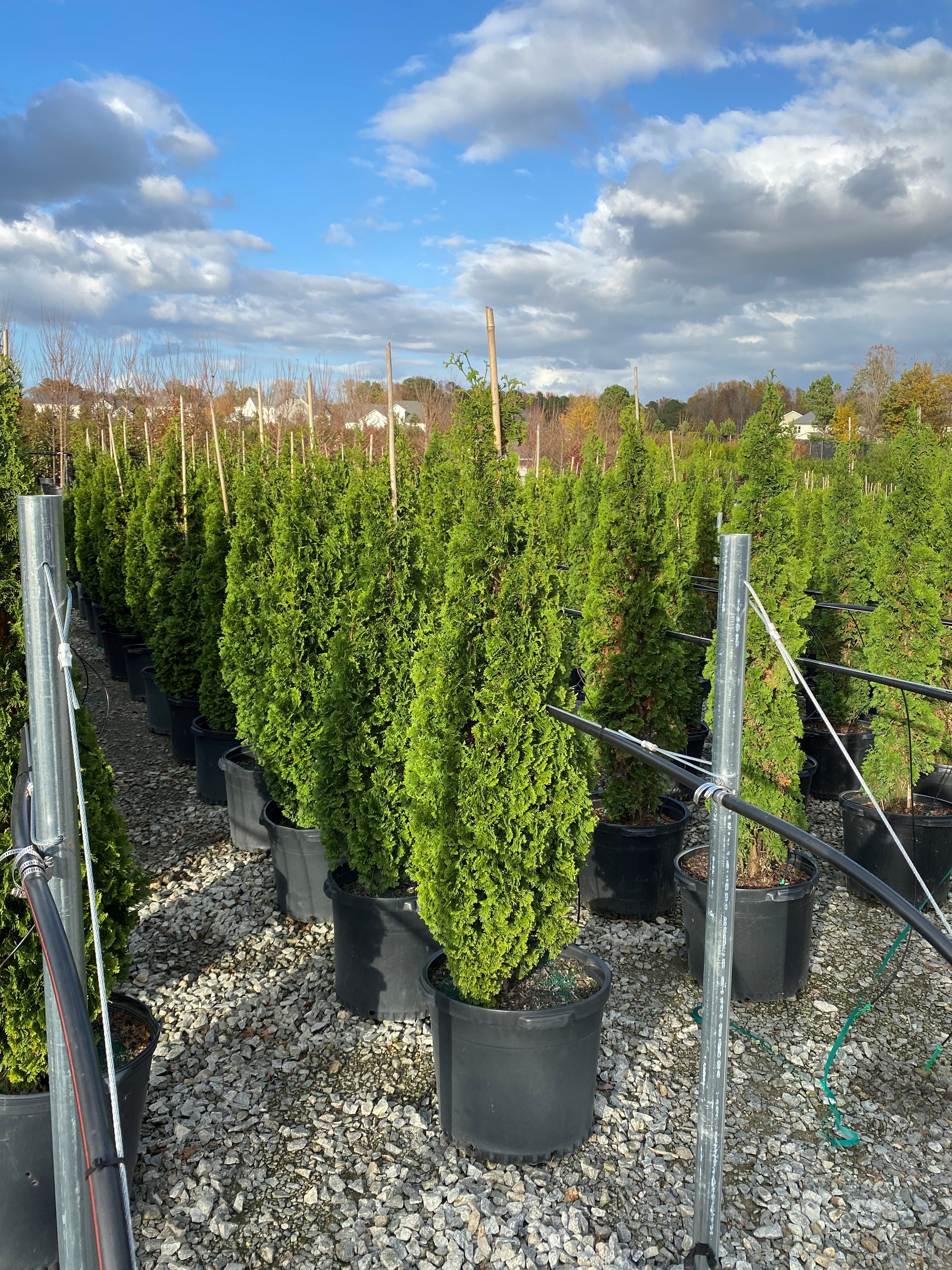 15g Degroot's Spire Eastern Arborvitae