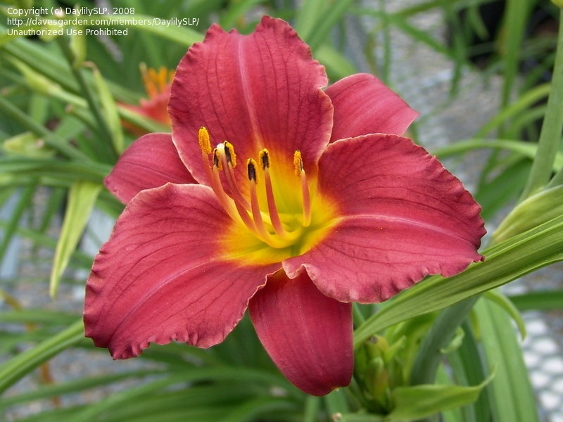 1g Ruby Stella Daylily