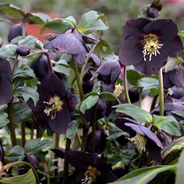 2g Honeymoon Series New York Night Lenten Rose