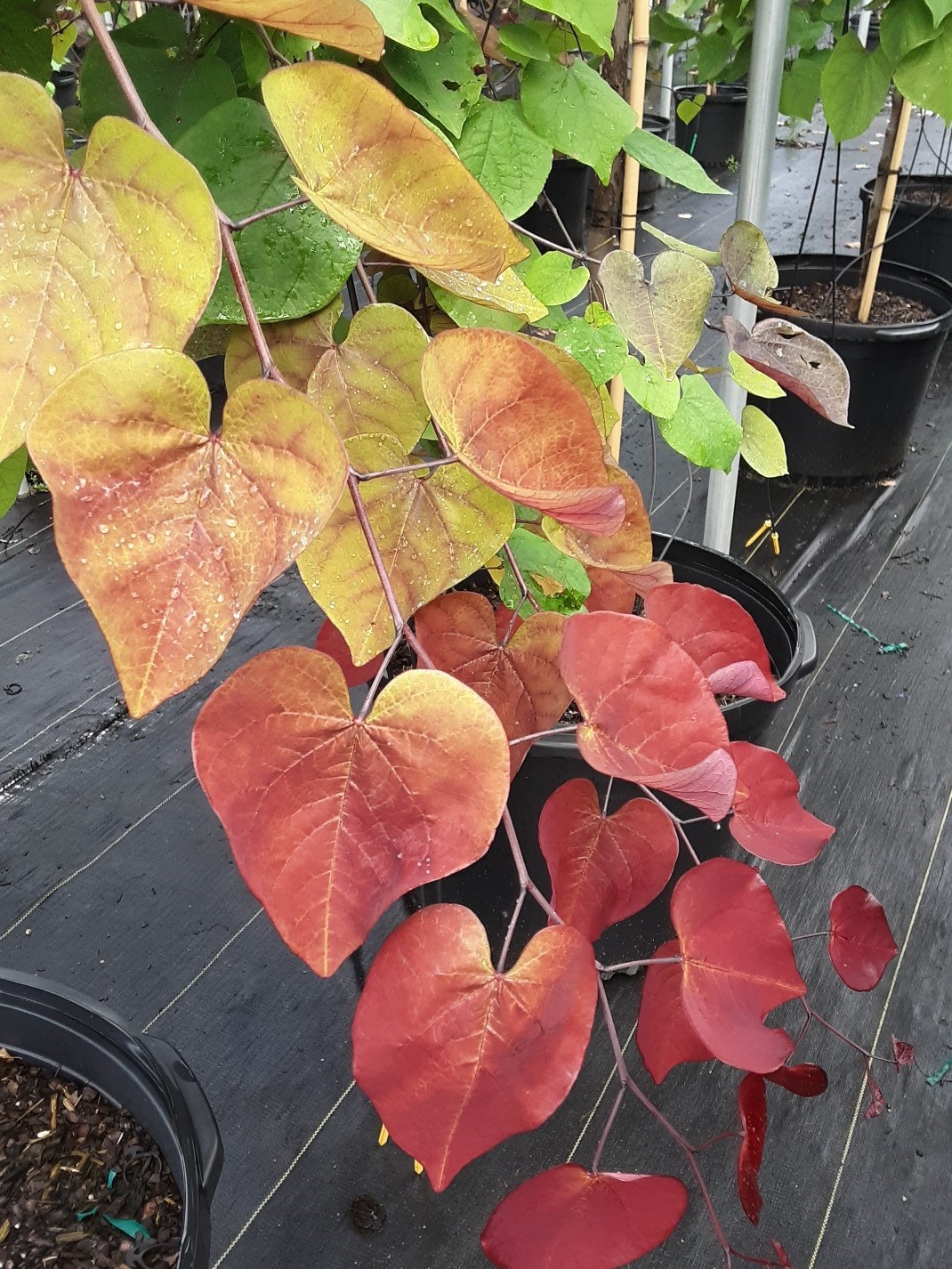 15g Flame Thrower® Cercis - Redbud