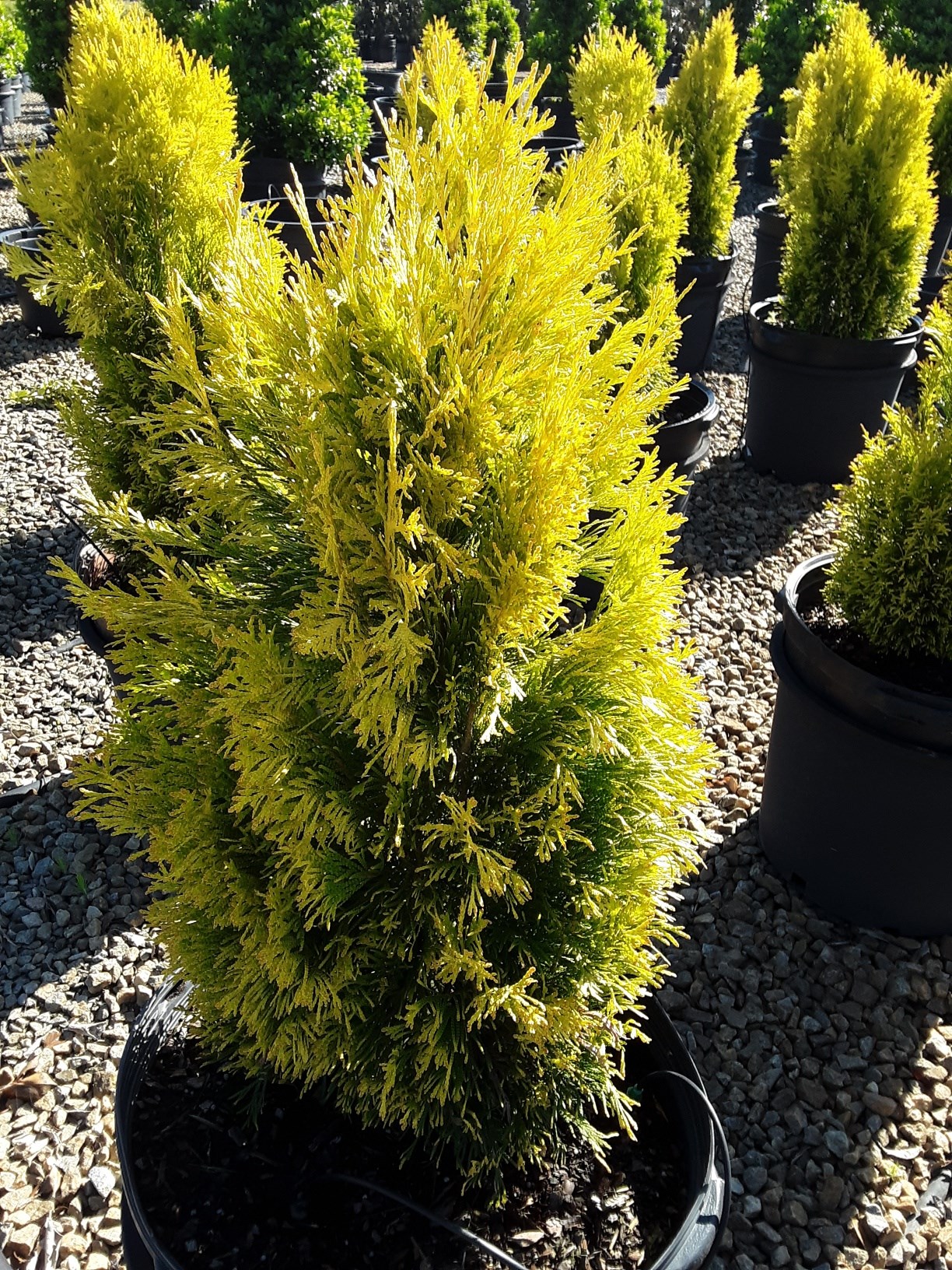 15g Forever Goldy® Arborvitae