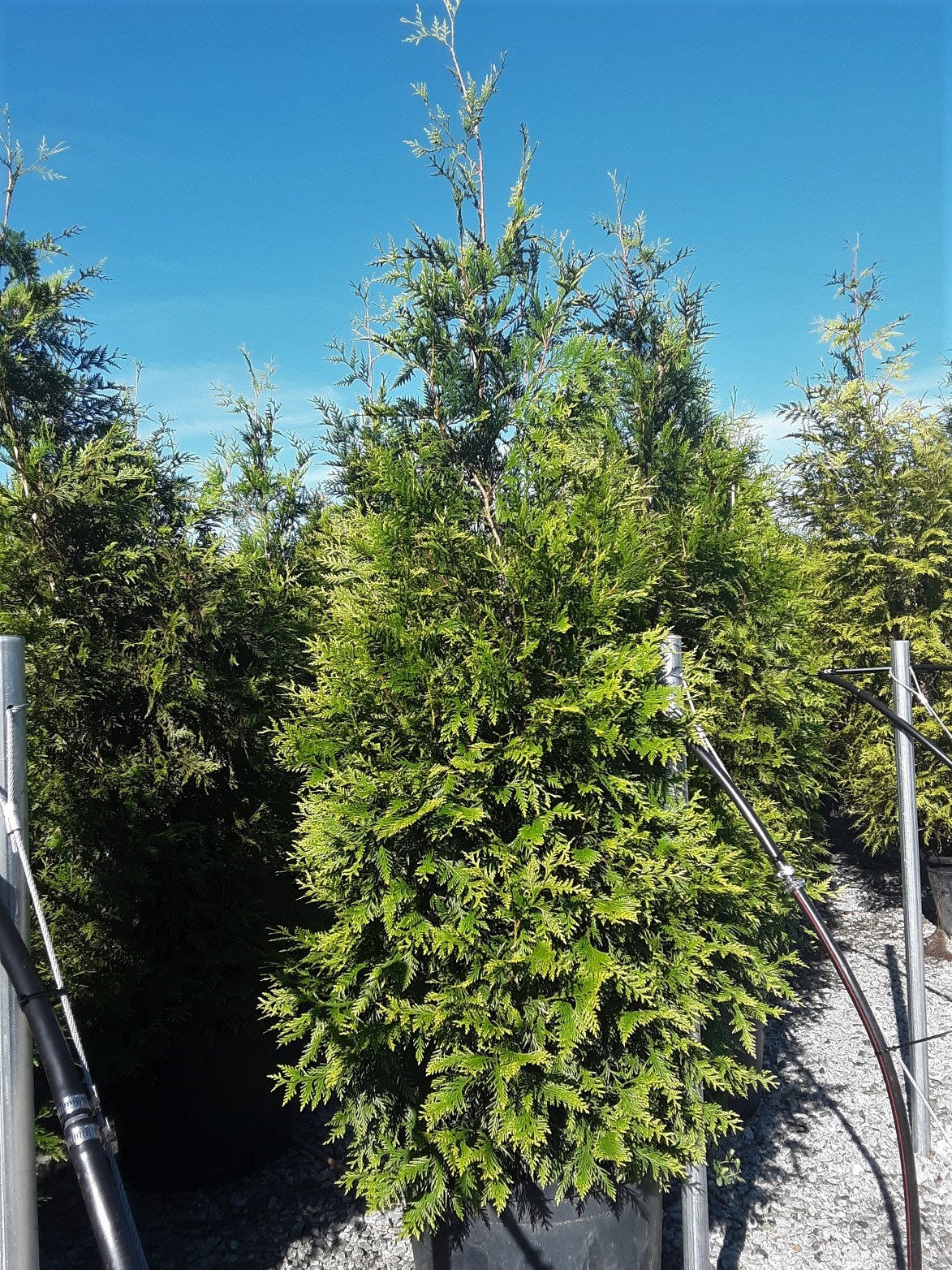 25g Green Giant Western Arborvitae