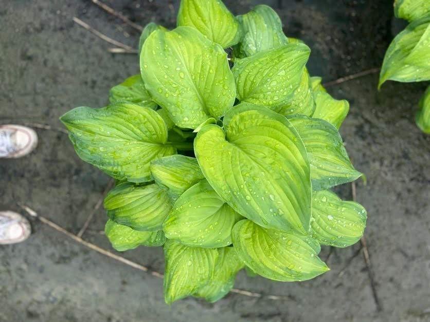 3g Guacamole Hosta