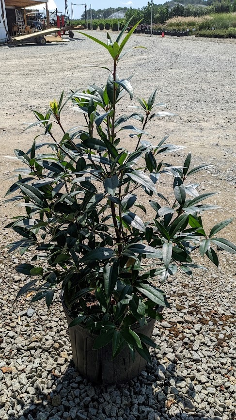 7g Chinese Anise Shrub