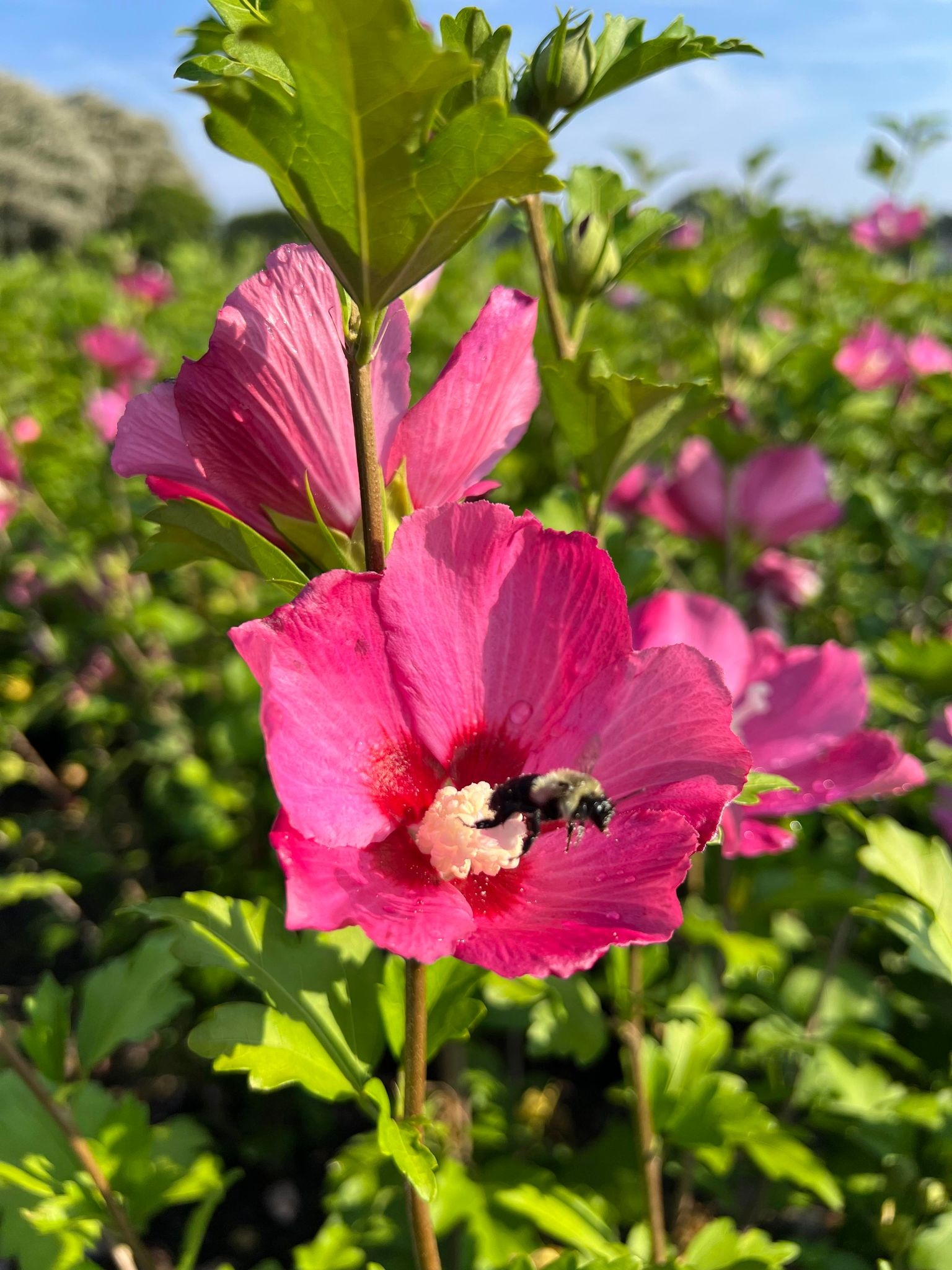 7g Woodbridge Rose of Sharon