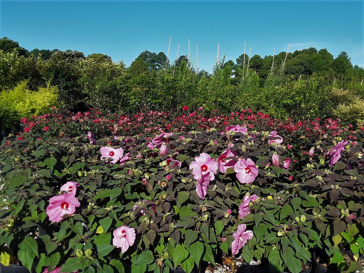 3g Head Over Heels Adore Hibiscus