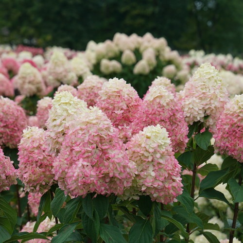 7g Limelight Prime Hydrangea