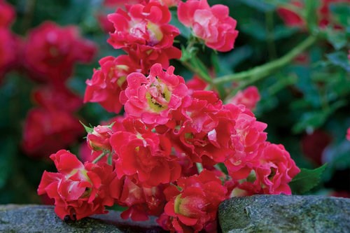 3g Red Drift® Rose