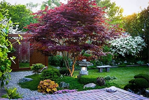 100g Emperor Japanese Maple