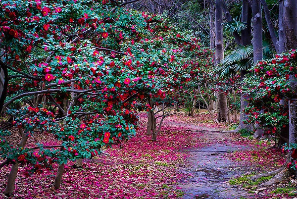 15g Kanjiro Fall Blooming Camellia - Espaliered