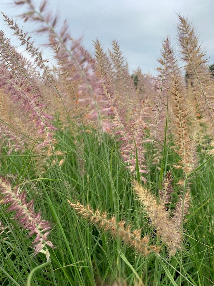 3g Karley Rose Fountain Grass