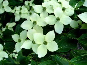 15g Deciduous Chinese Dogwood