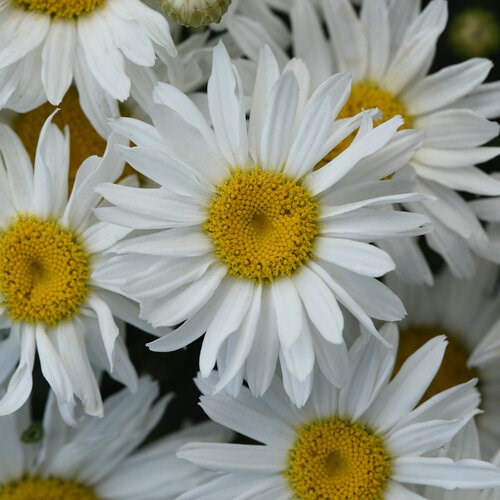 2g White Cap Leucanthemum