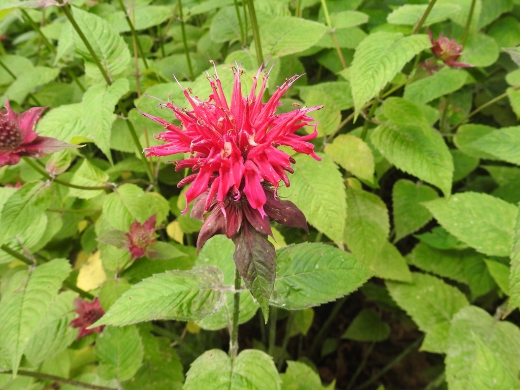 1g Raspberry Wine Monarda (Bee Balm)