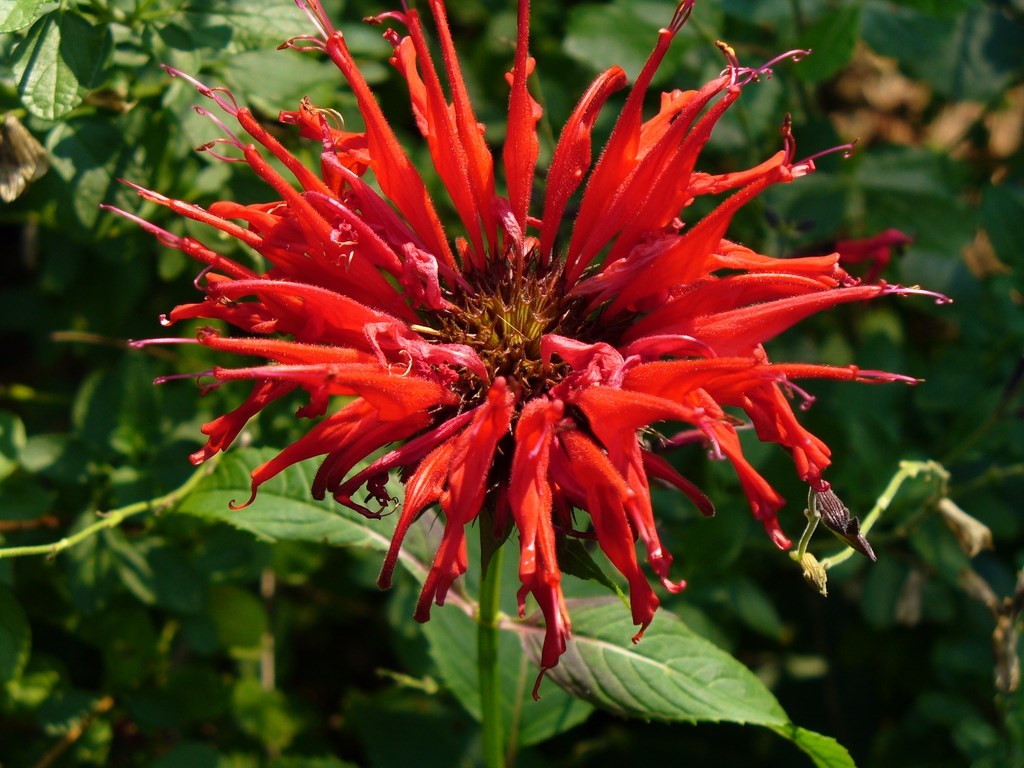 1g Jacob Cline Monarda (Bee Balm)