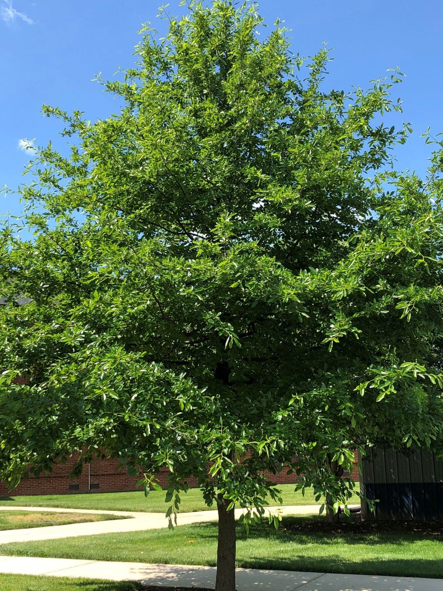 25g Willow Oak