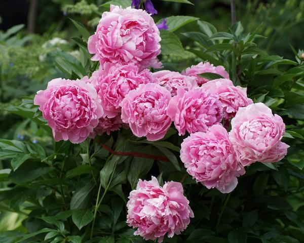 3g Sarah Bernhardt Peony