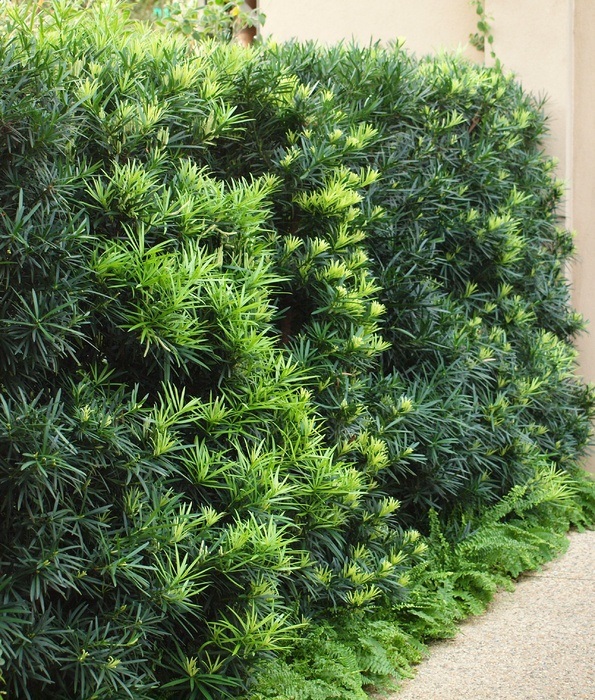 15g Chinese Shrub Yew - STAKED