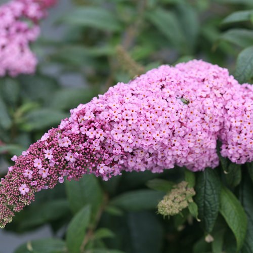 3g Pugster Pink® Butterfly Bush