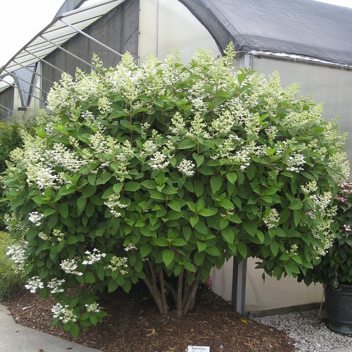 5g Quick Fire Panicle Hydrangea