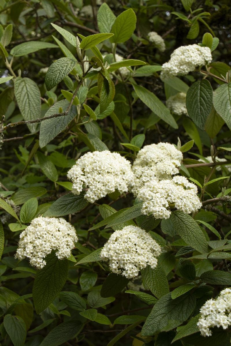 7g Allegheny Viburnum