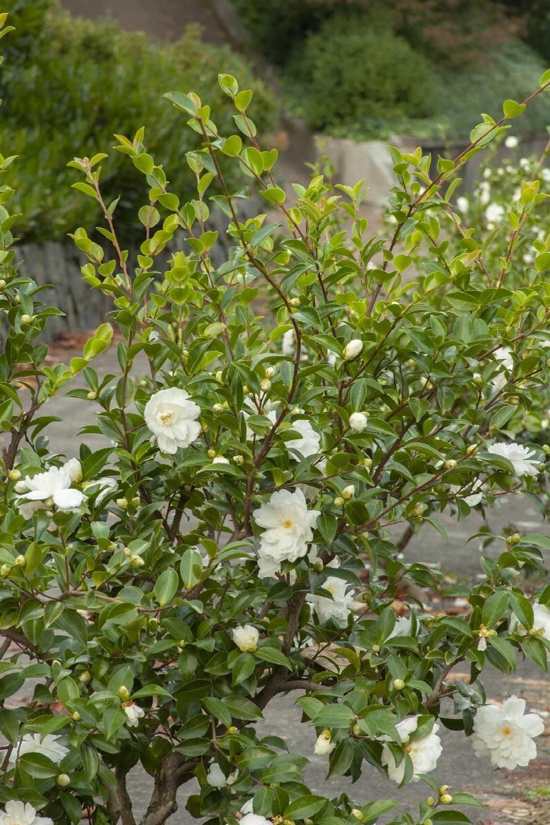 7g Mine No Yuki Fall Blooming Camellia