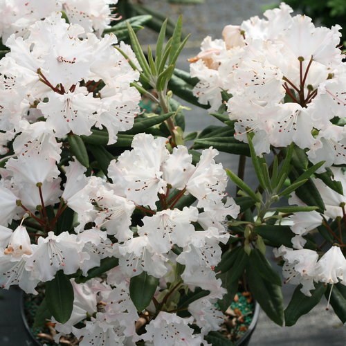 3g Dandy Man Color Wheel® Rhododendron