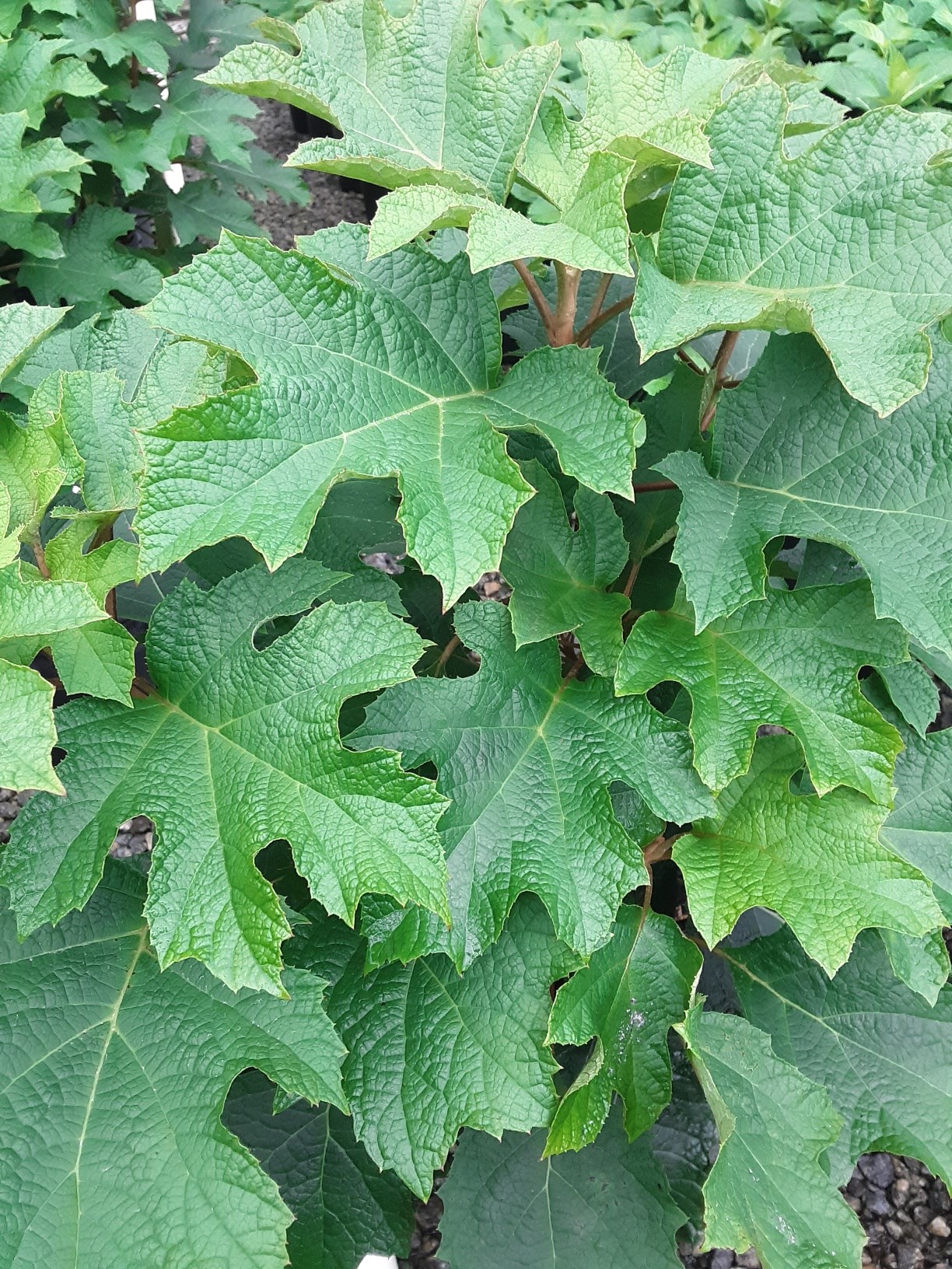 5g Ruby Slippers Oakleaf Hydrangea