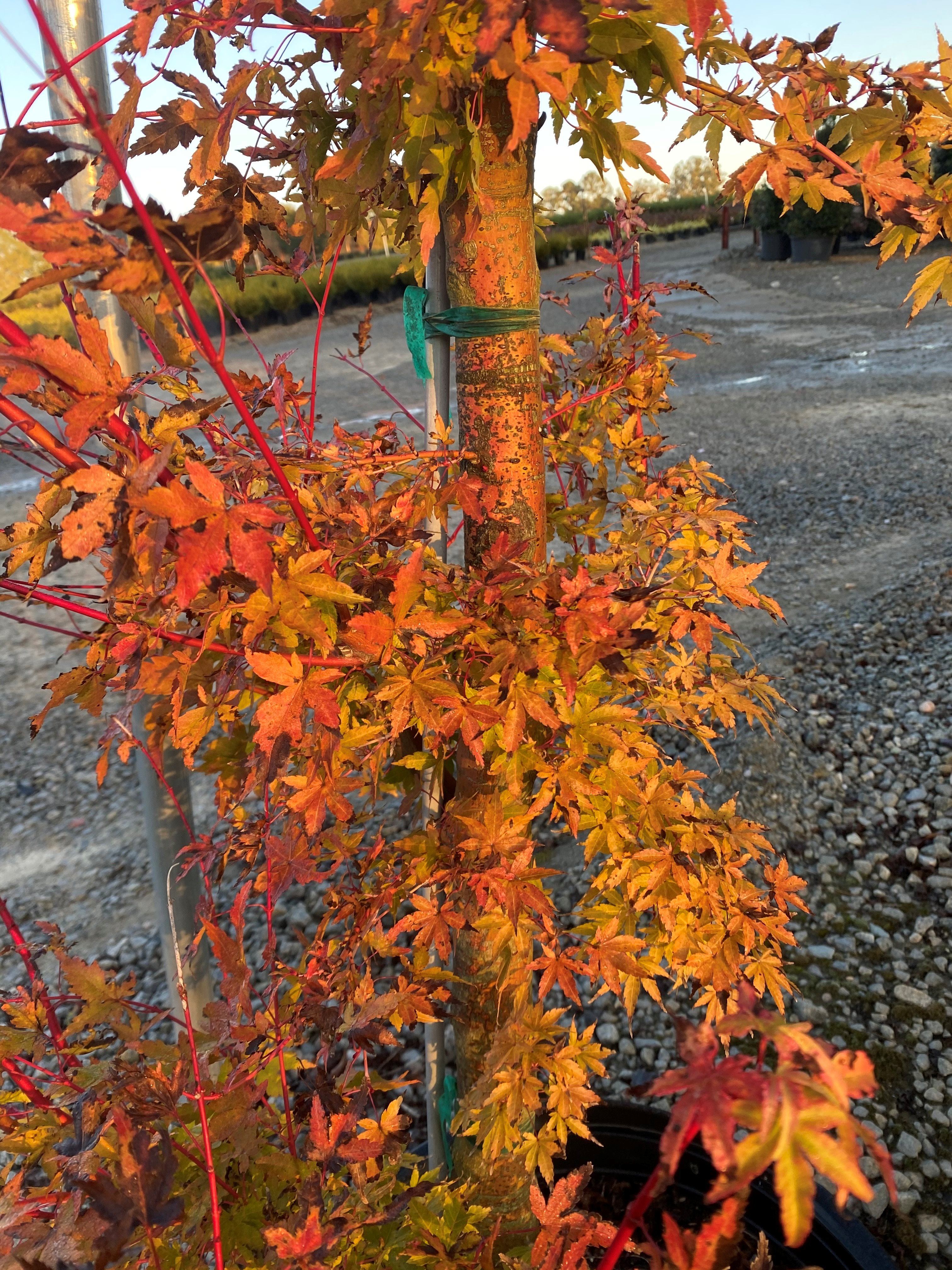 20g Coral Bark Japanese Maple