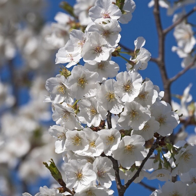 15g Snow Goose Flowering Cherry