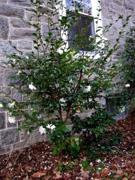 15g Winter's Snowman Fall Blooming Camellia