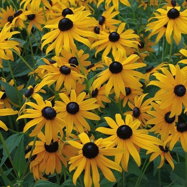 2g Goldsturm Black-Eyed Susan