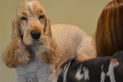 Coventry Animal Hospital