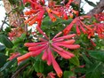 close up coral honeysuckle